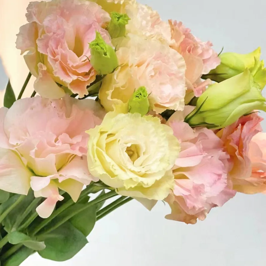 Champagne Lisianthus