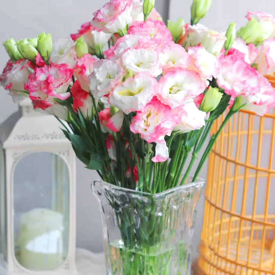 Pink border Lisianthus