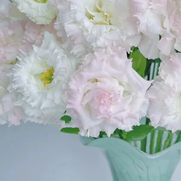 Ice cream Lisianthus