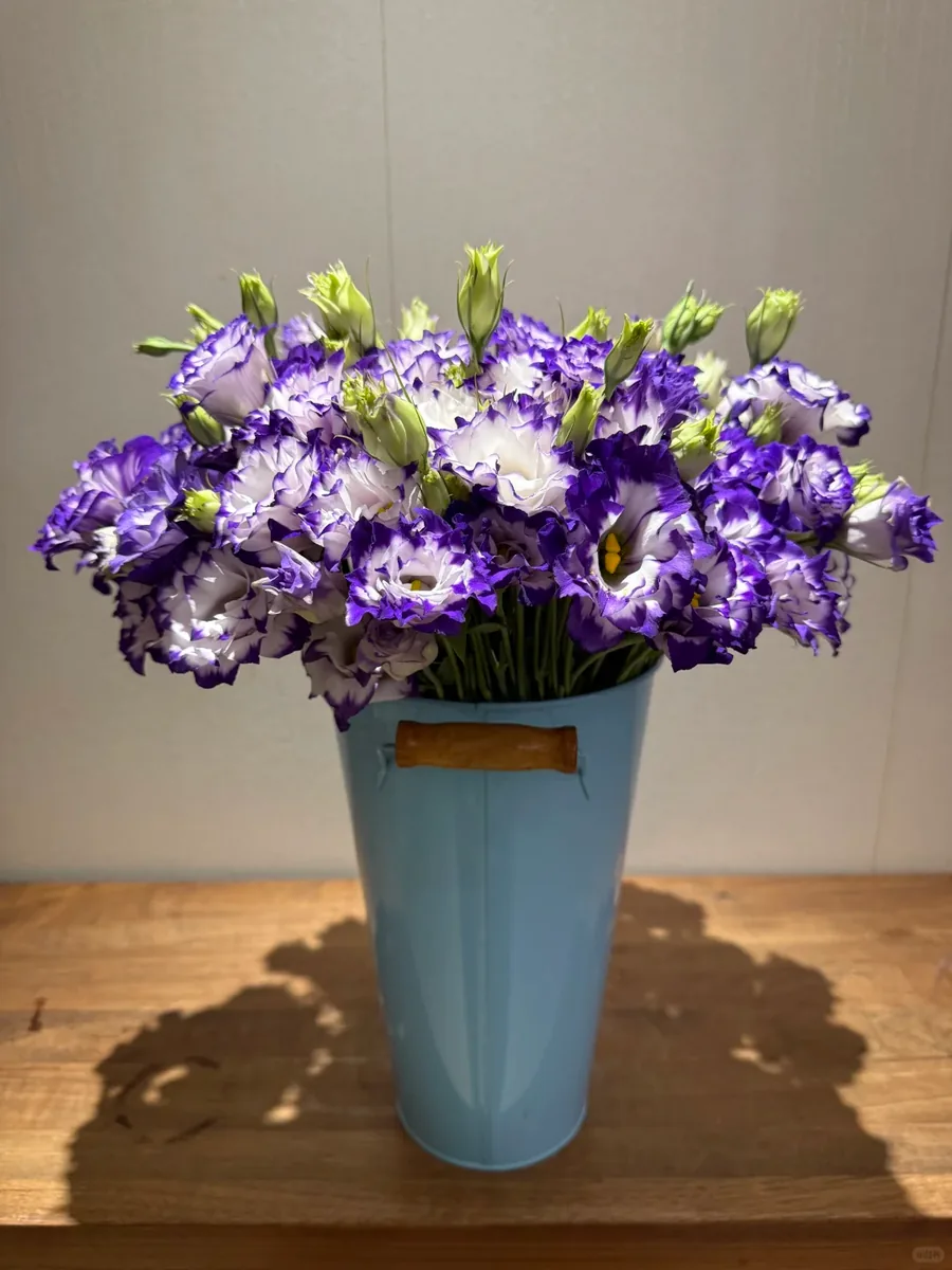 Purple-edged Eustoma