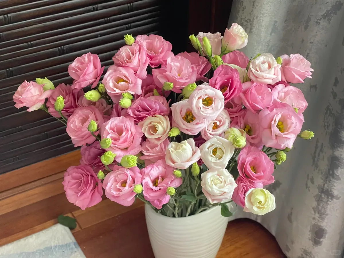 Pink Beauty Eustoma