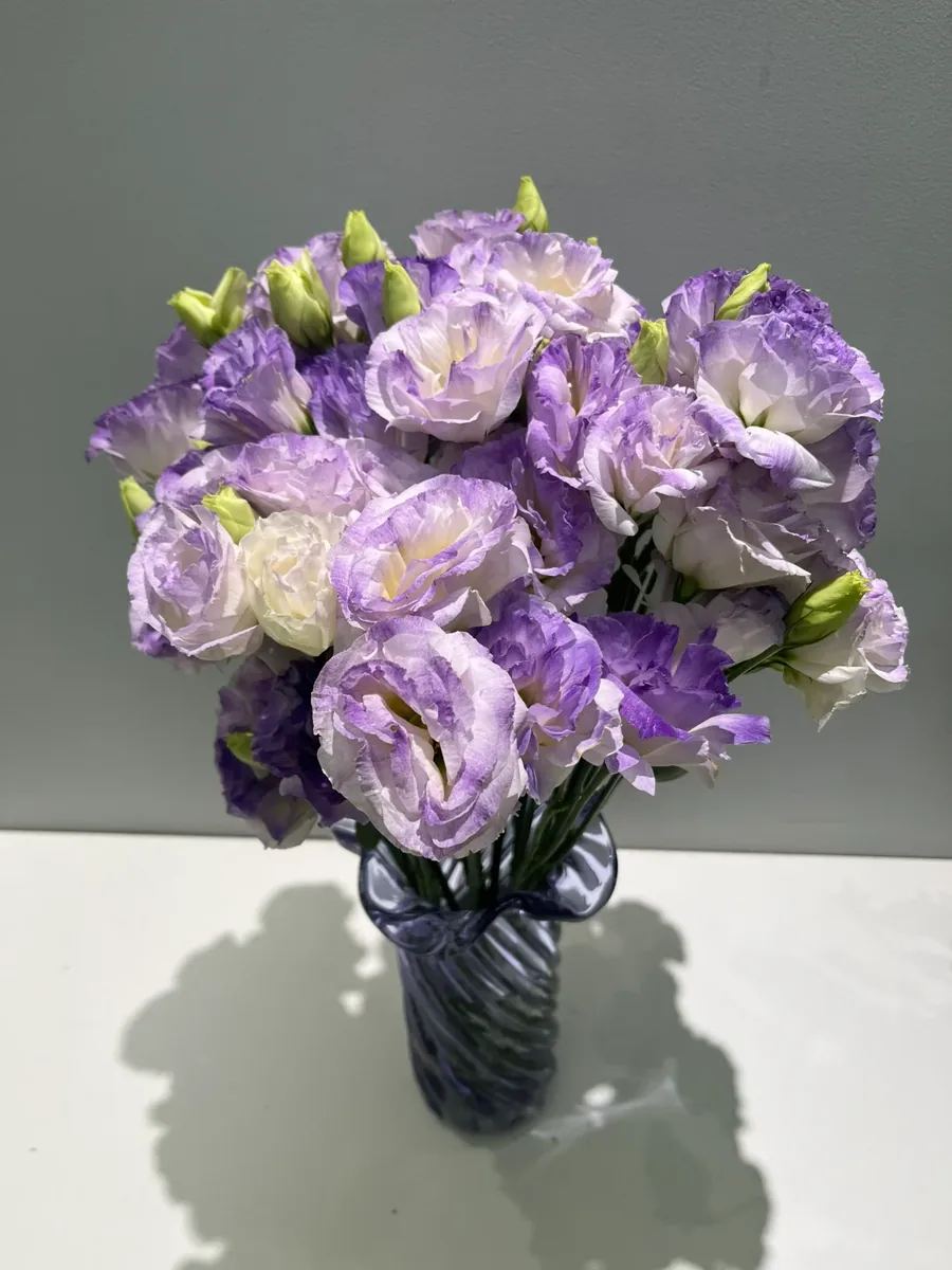 Smoky gray Eustoma