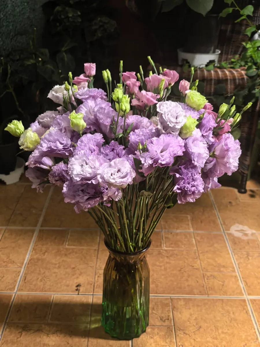 Wavy light purple Eustoma