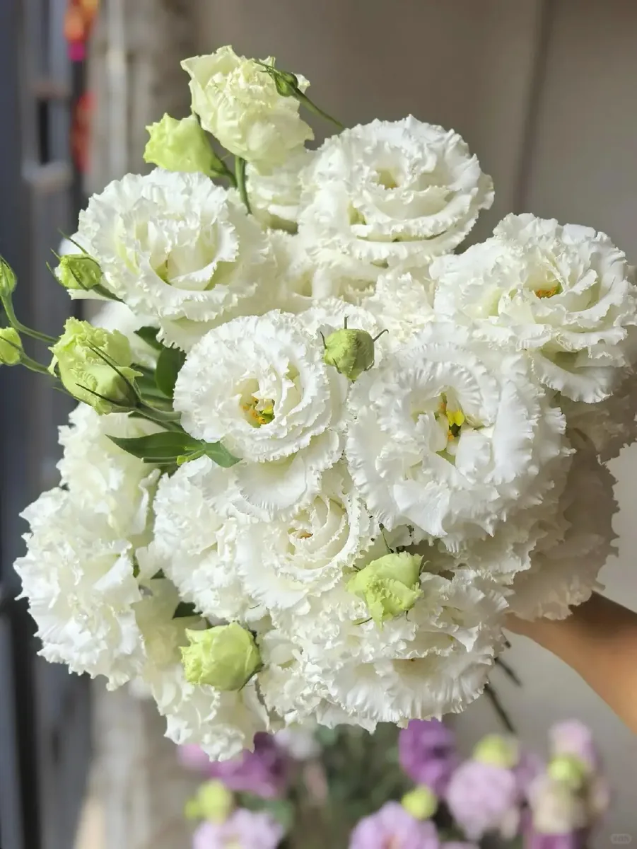 Wavy white Eustoma