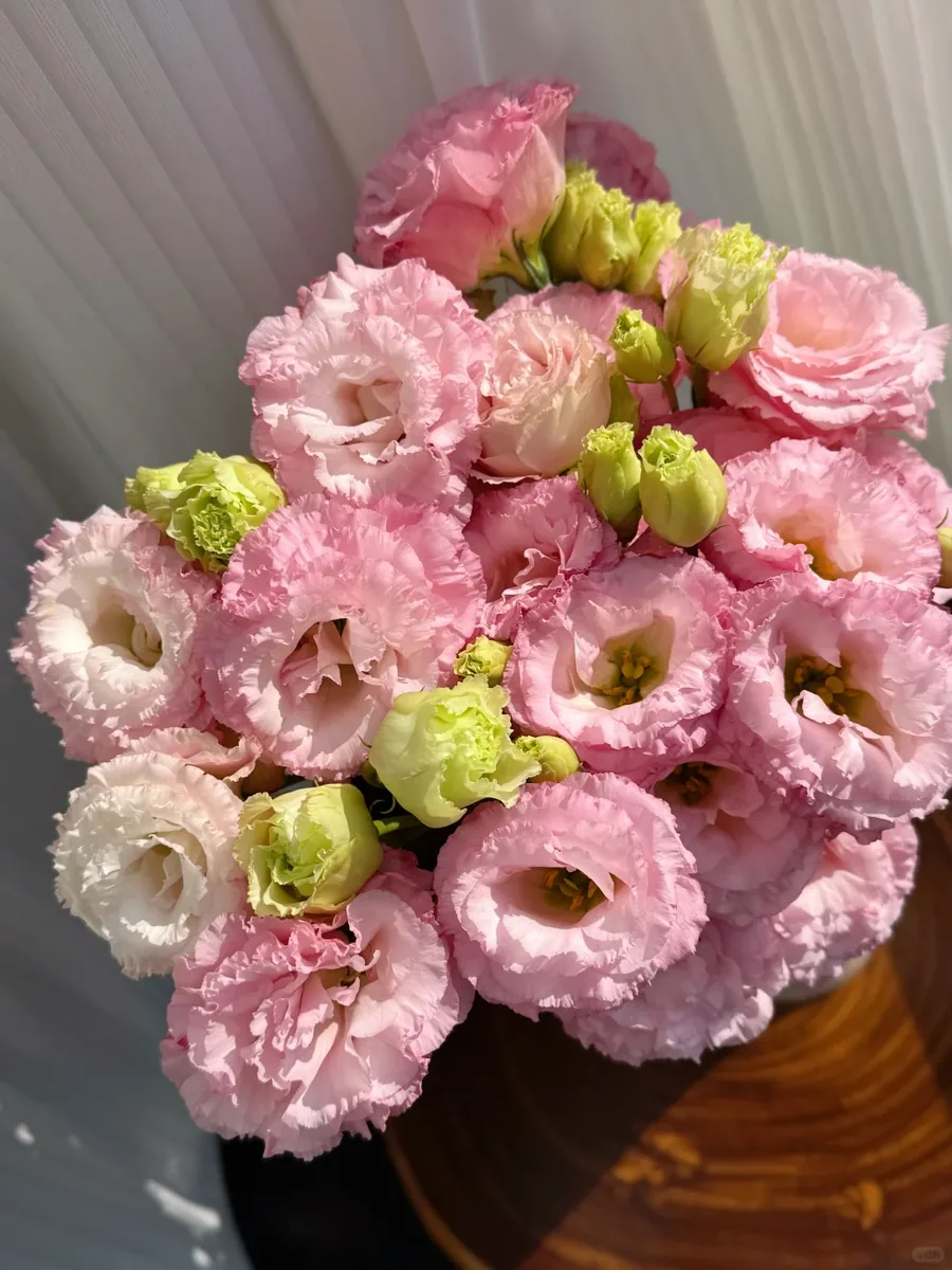 Wavy pink Eustoma