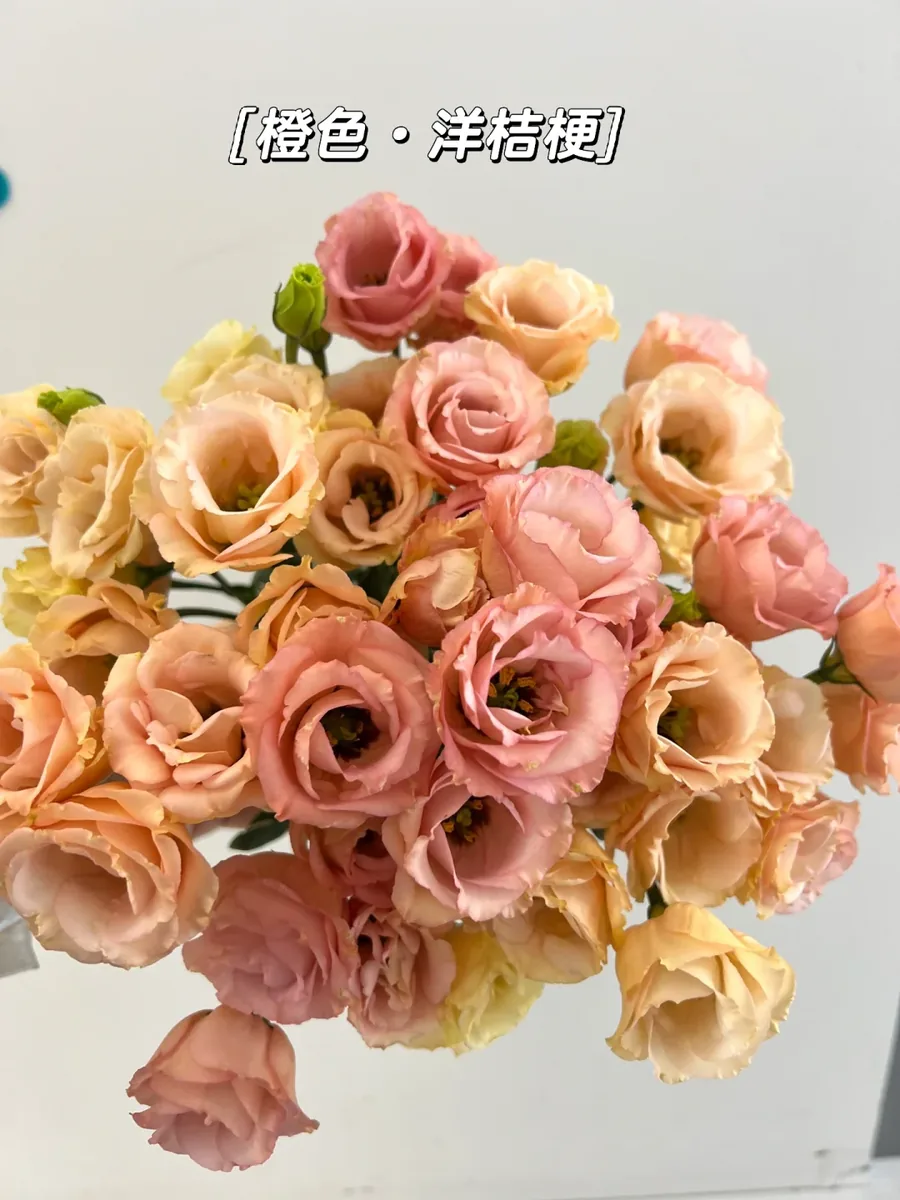 Orange Eustoma