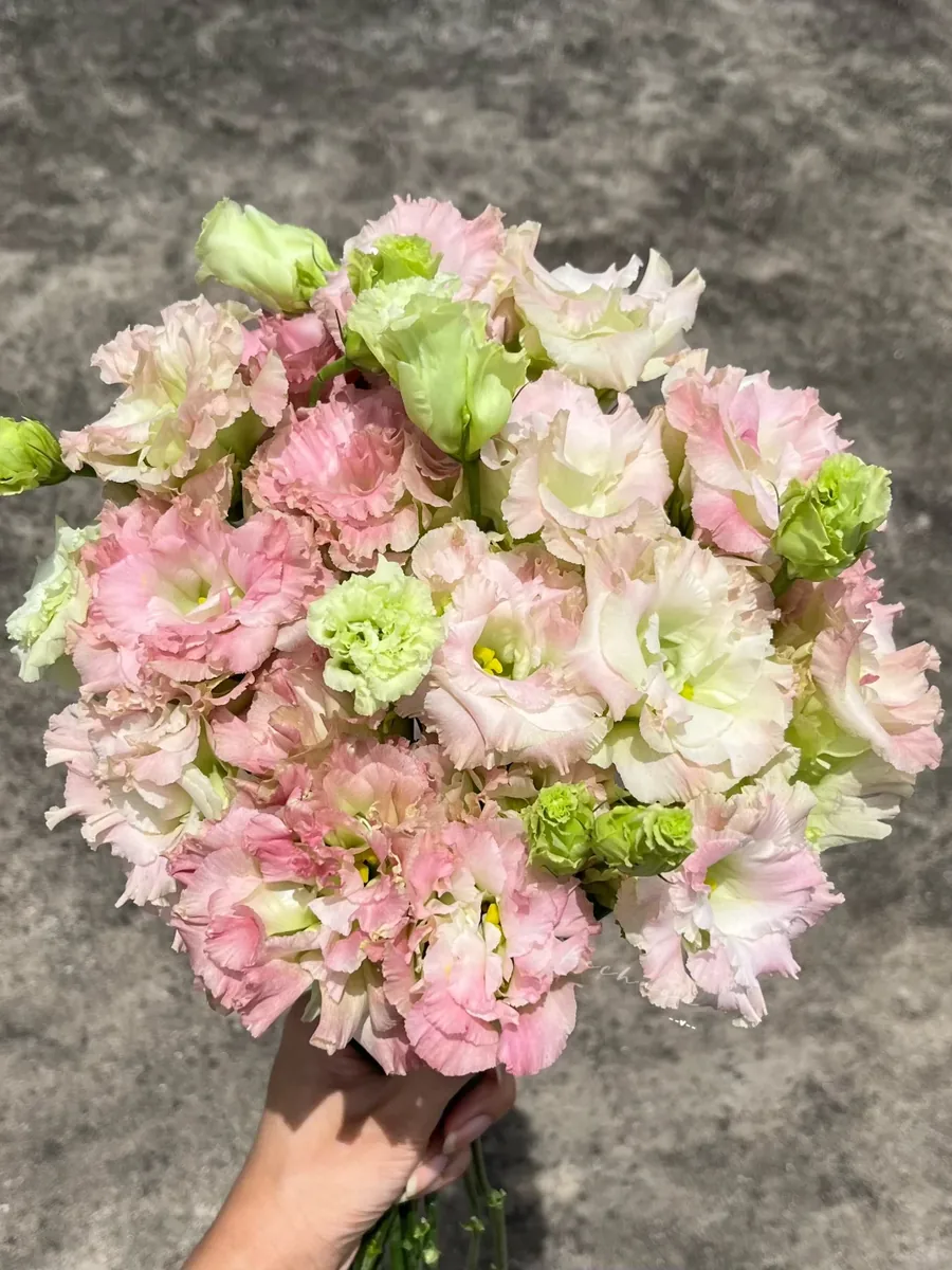 Green Champagne Eustoma