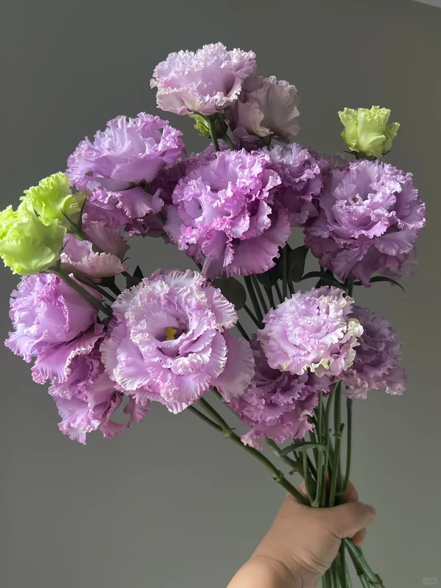 Light purple Eustoma