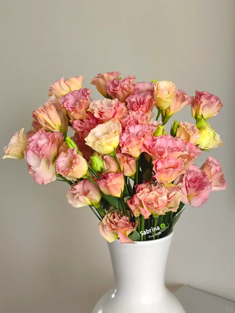 Pink Champagne Eustoma