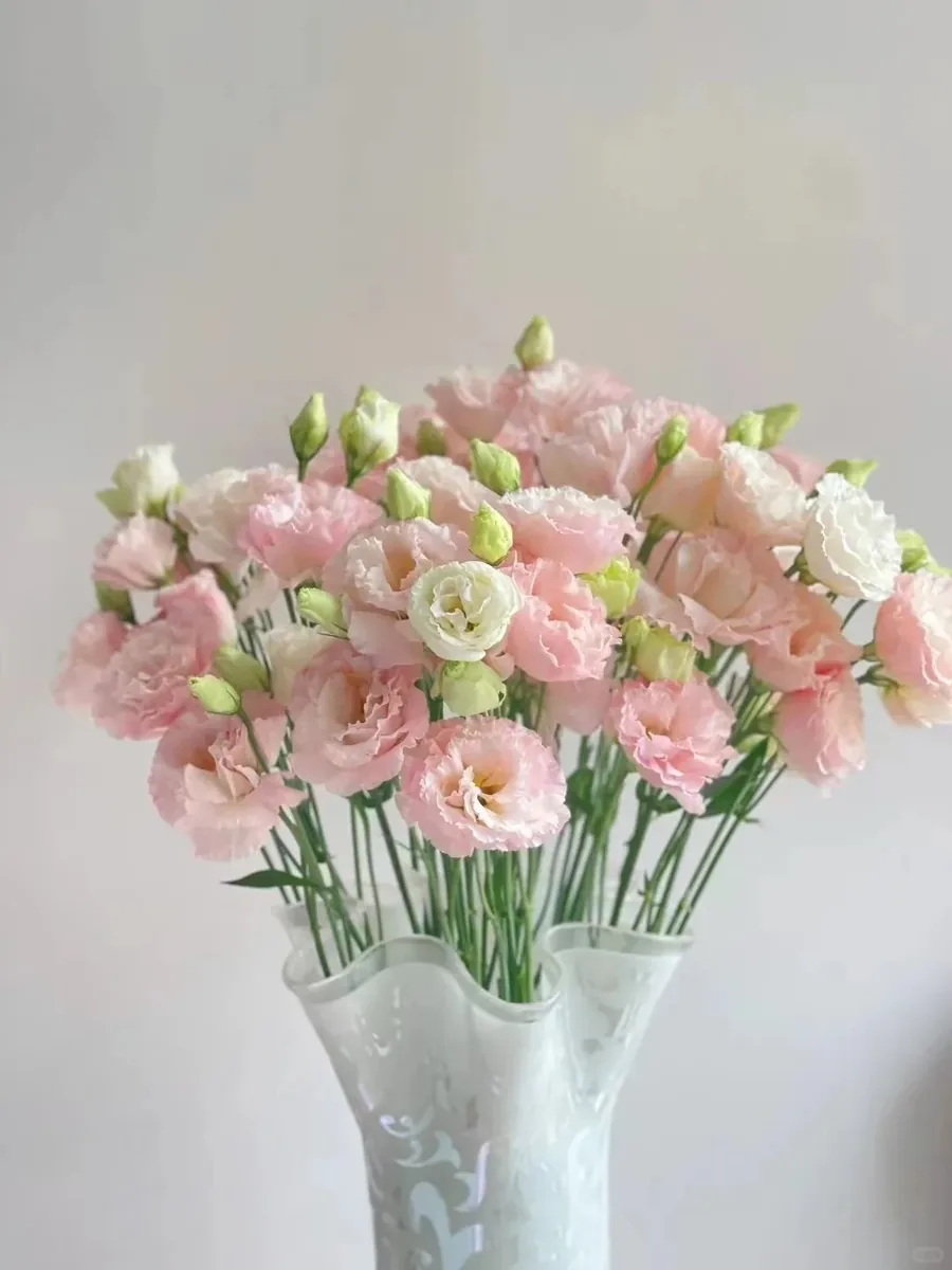 Flesh-colored Eustoma