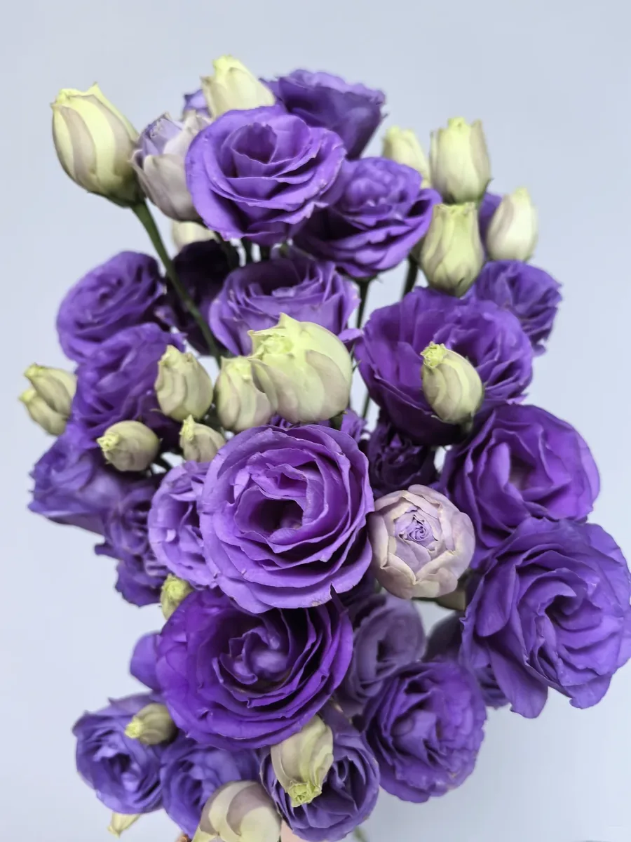 Fresh purple Eustoma