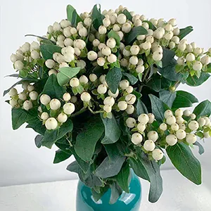 White beans