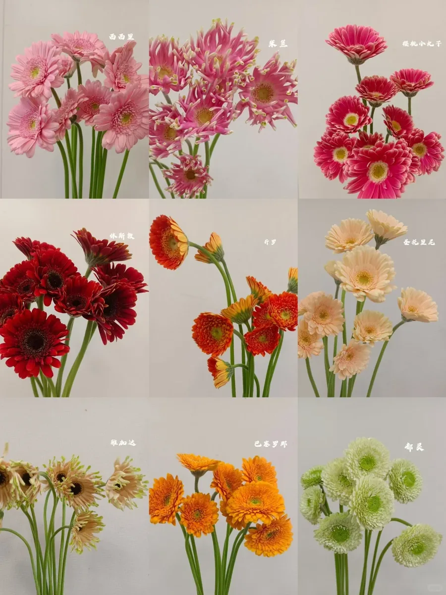 Mix African daisy