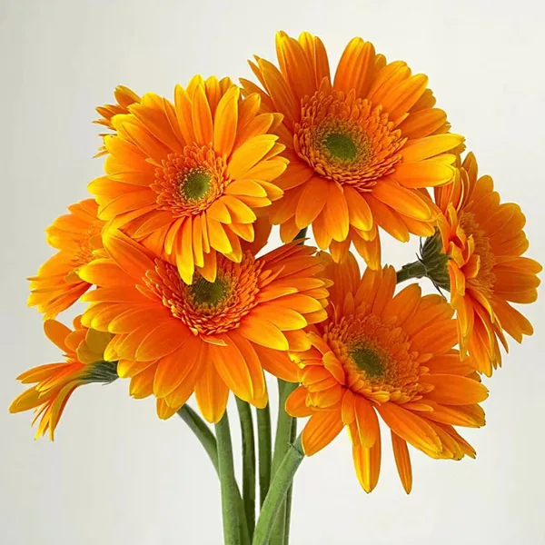 Golden African daisy