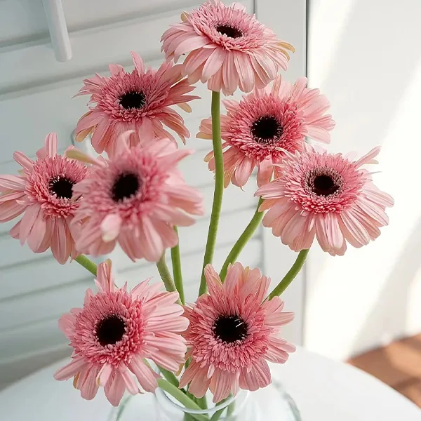 Pink African daisy