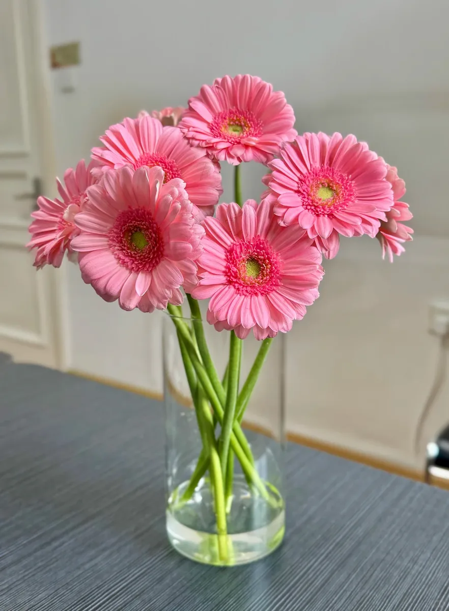 Pony African Daisy