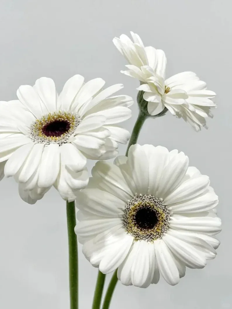Snoopy African Daisy