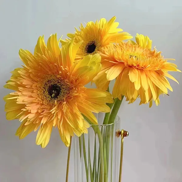 Champagne African daisy