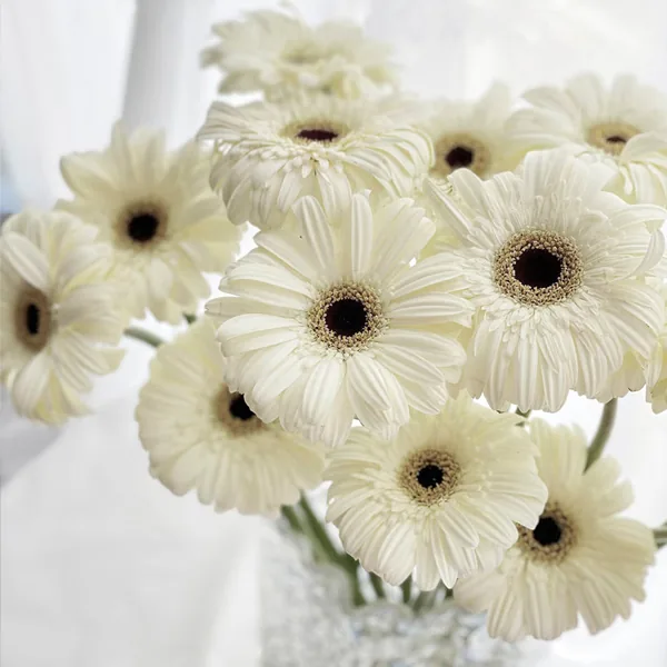 White African daisy