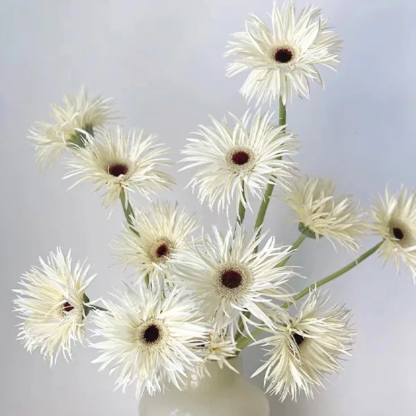 White braided African daisy