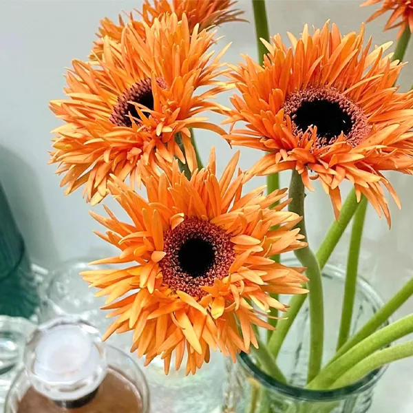 Orange filament African daisy
