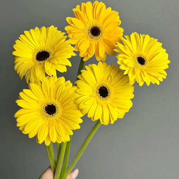 Yellow filament African daisy