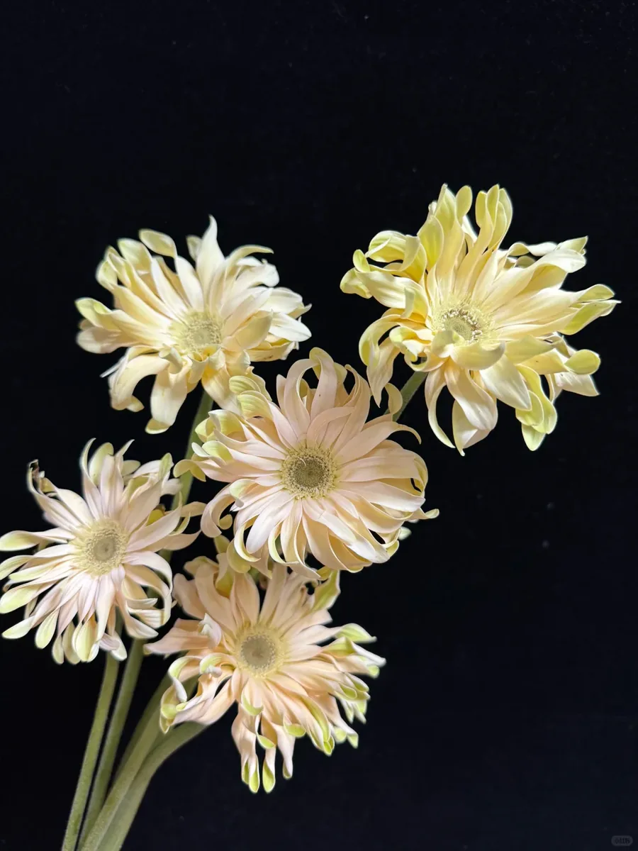 Shangri-La Gerbera