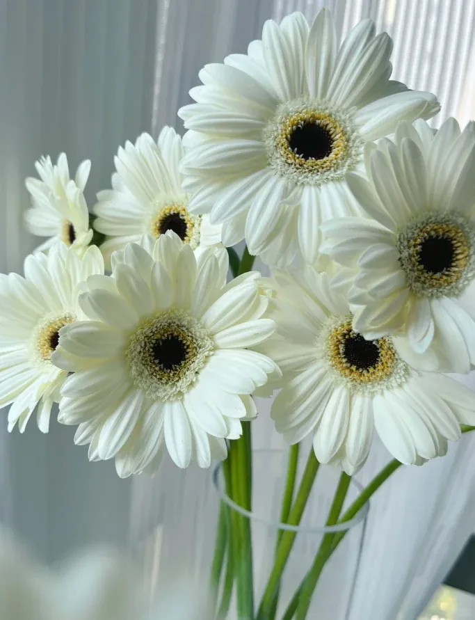 Ili African Daisy