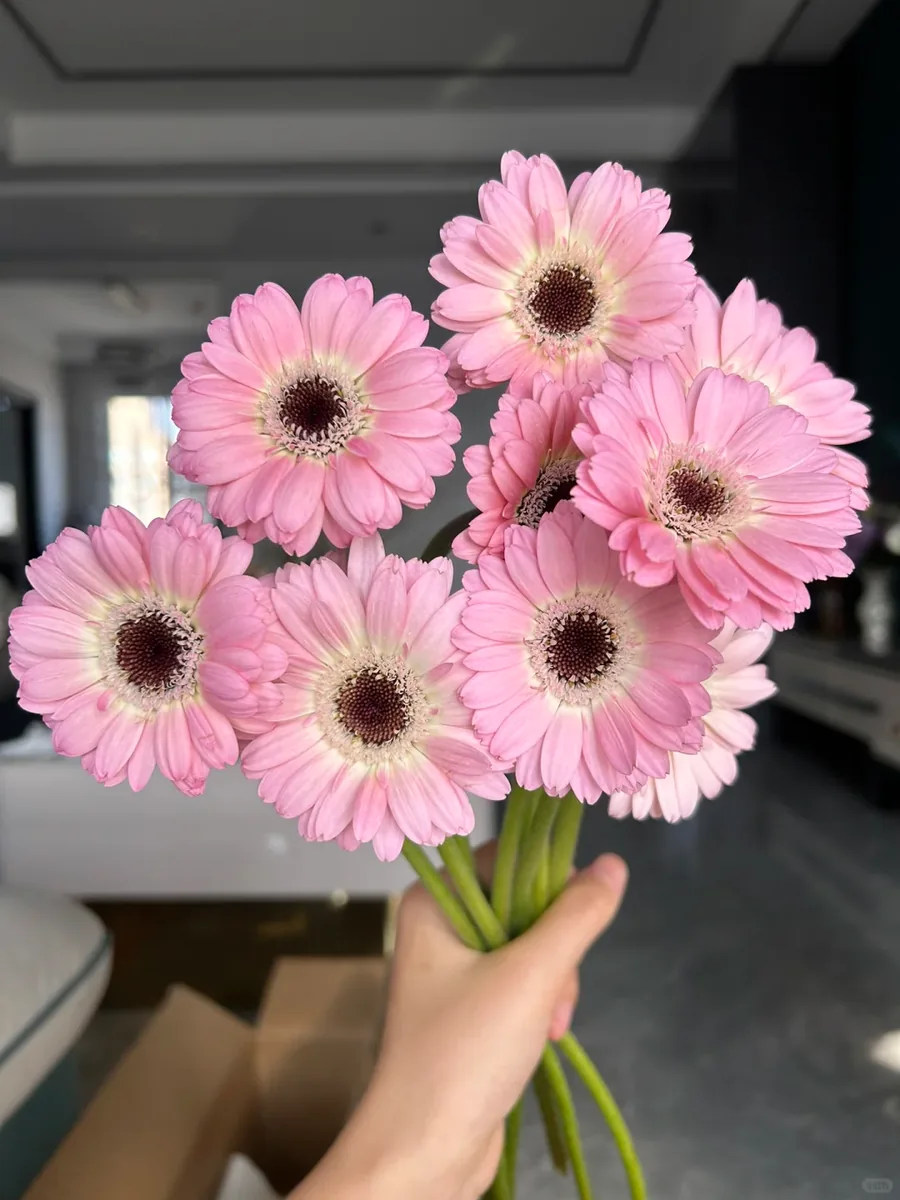 Precious Love Gerbera