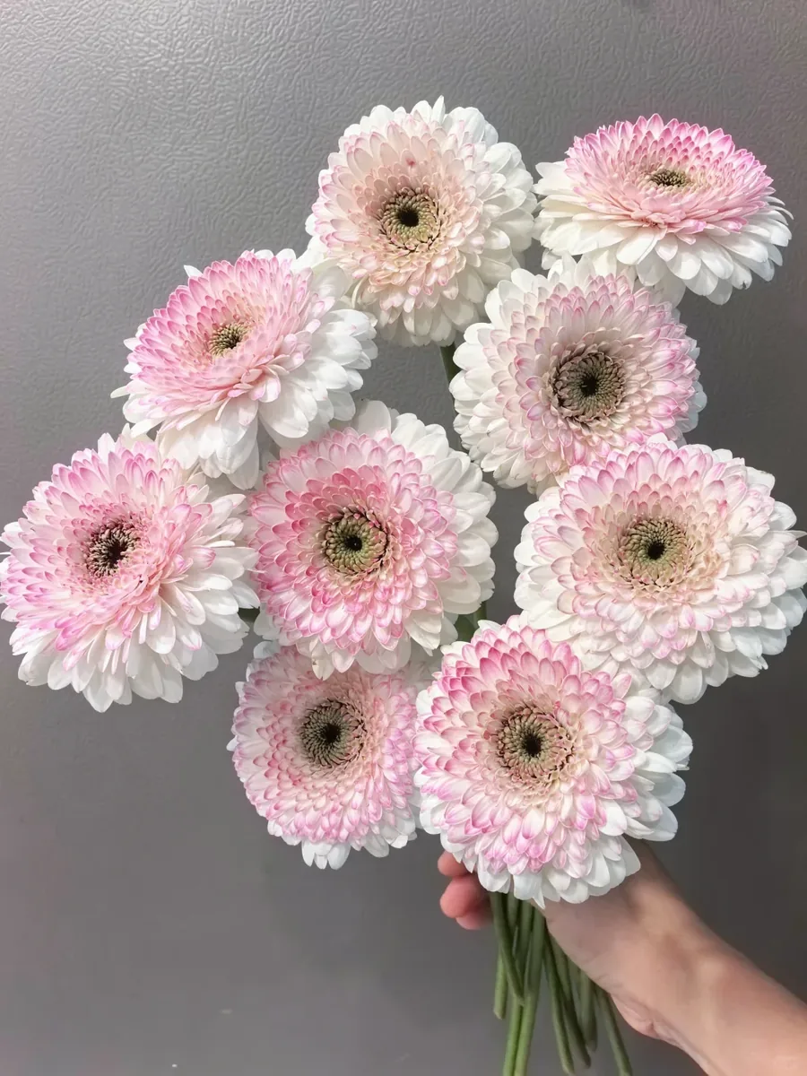 Seattle Gerbera