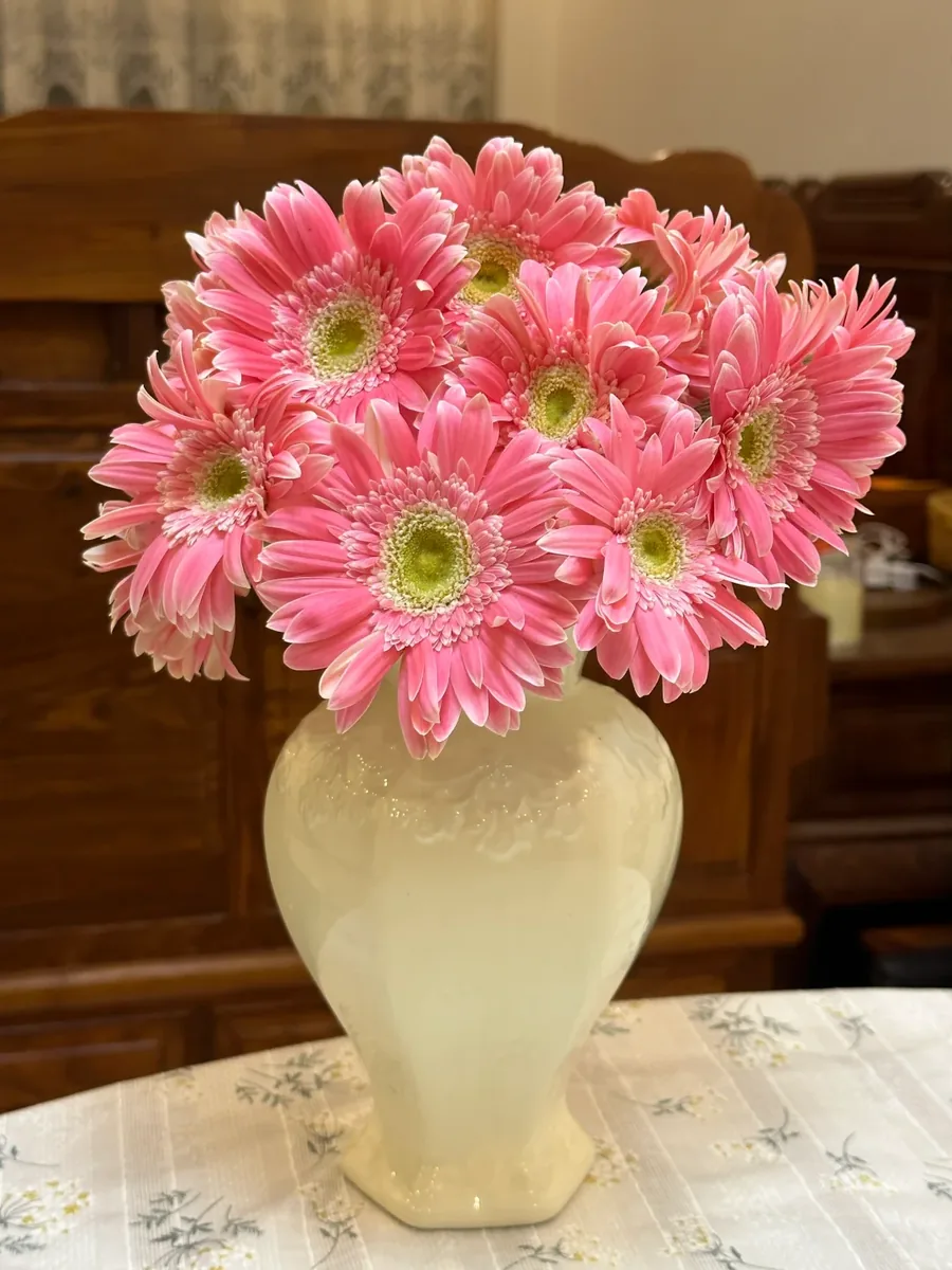 Honey African Daisy