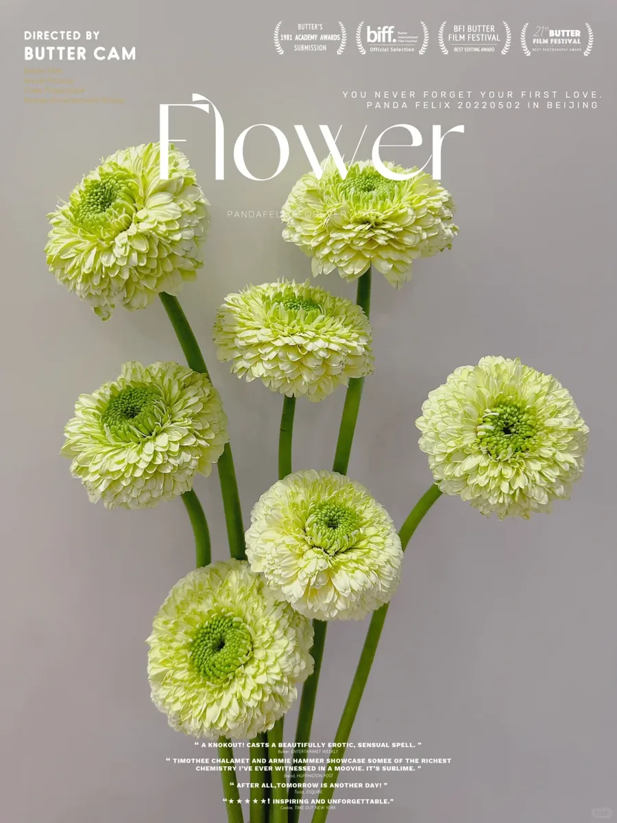 Edinburgh Gerbera