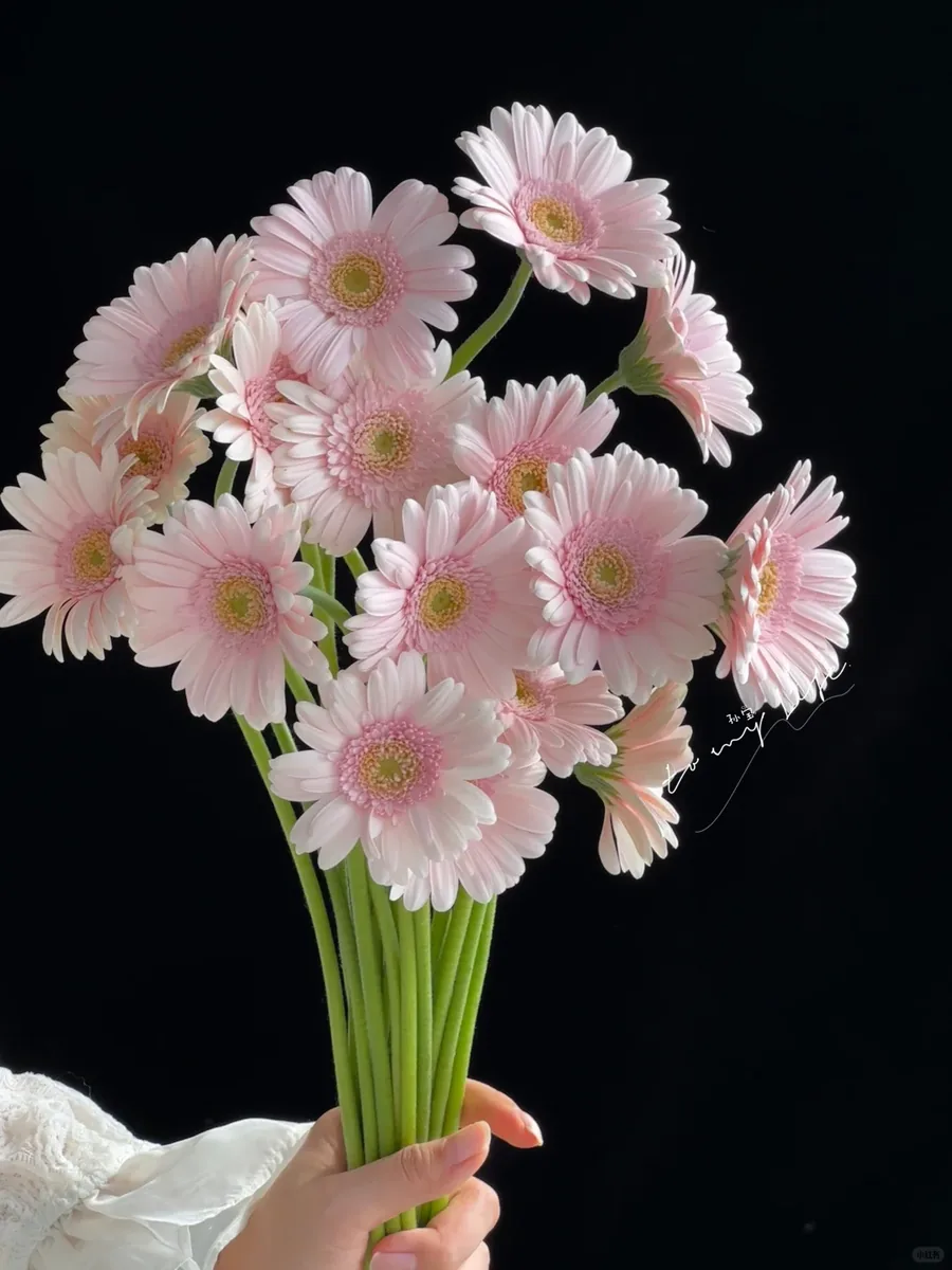 Cyrus Warsaw Gerbera