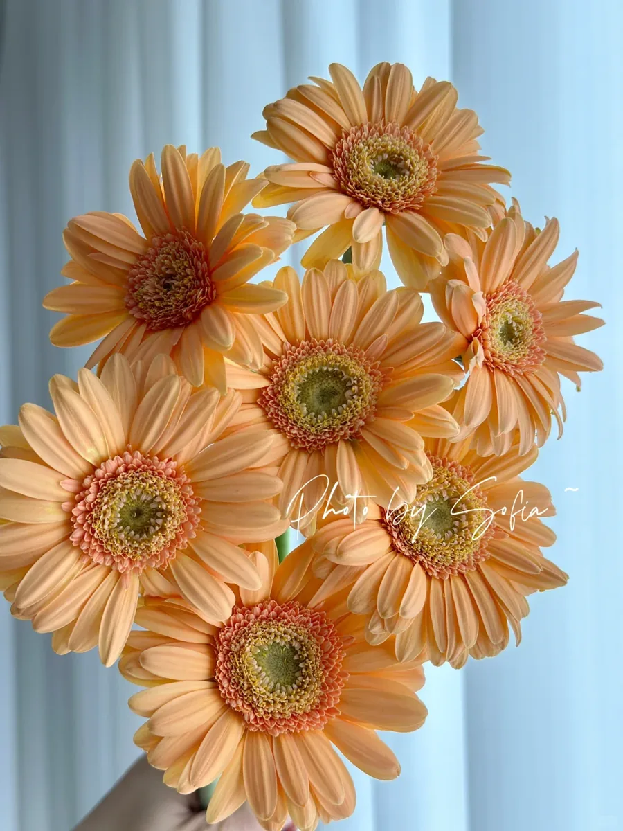 Cyrus Sydney Gerbera