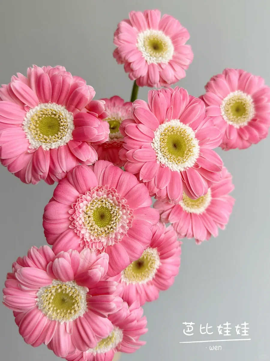 Barbie Doll Gerbera