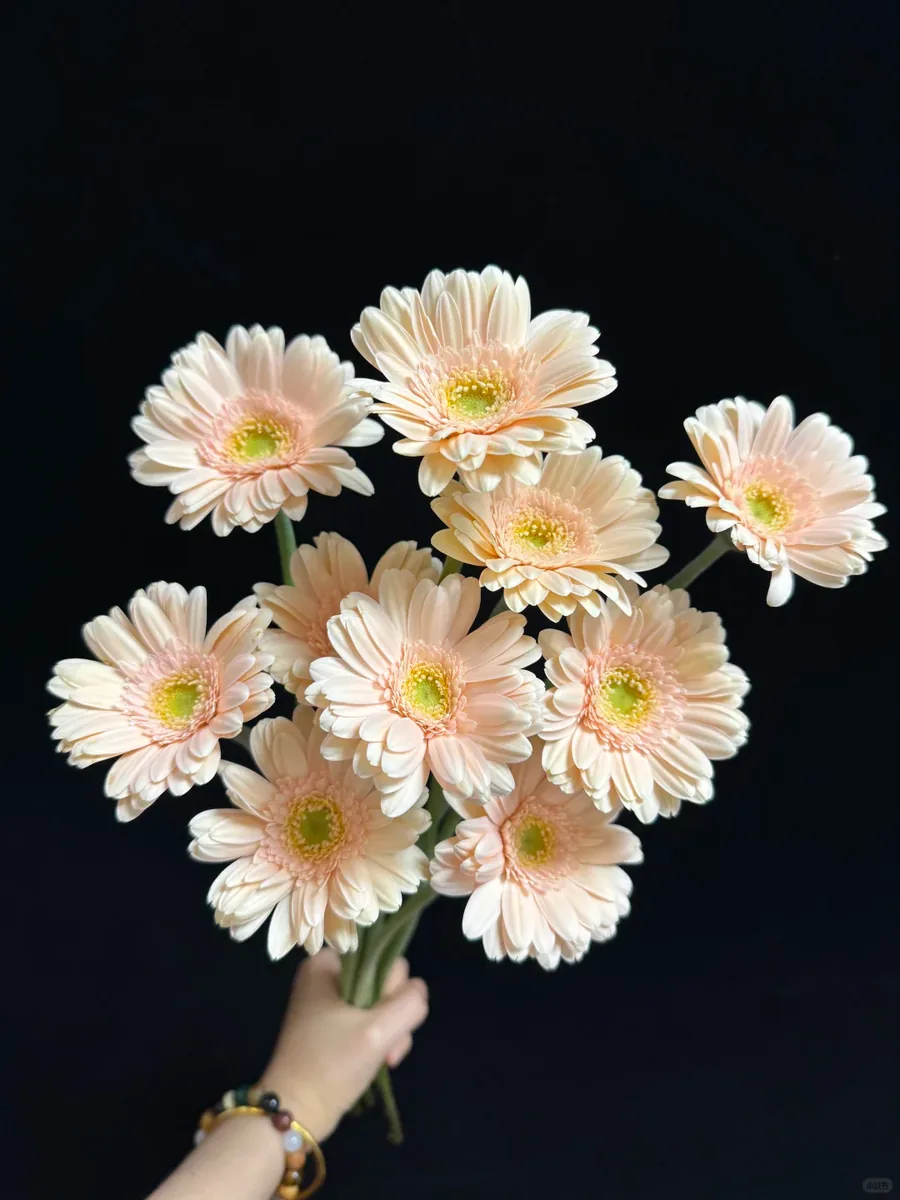 Santorini Gerbera