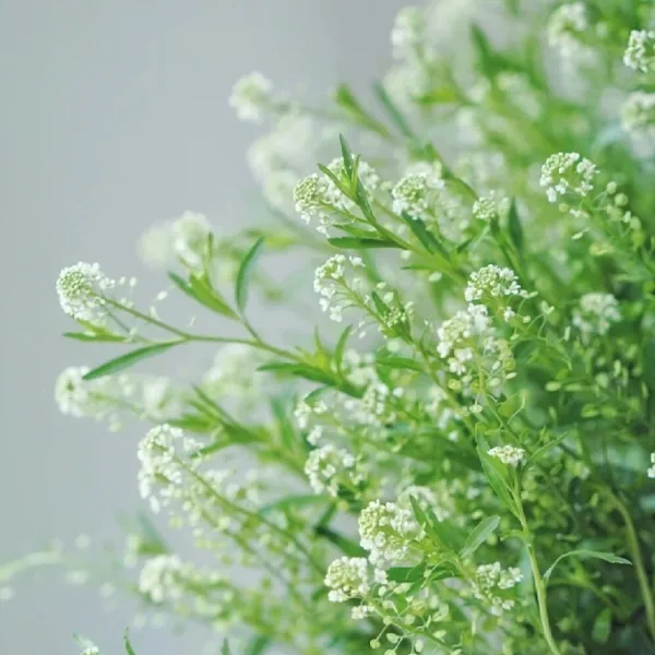 Green bellflower