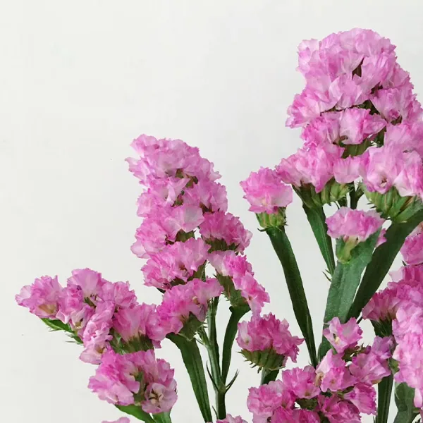 Pink Forget-me-not