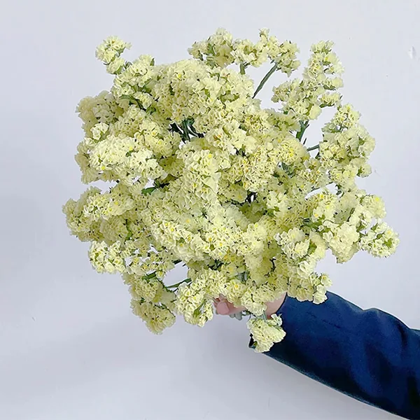 Yellow Forget-me-no