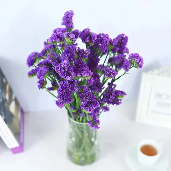 Purple Forget-me-not