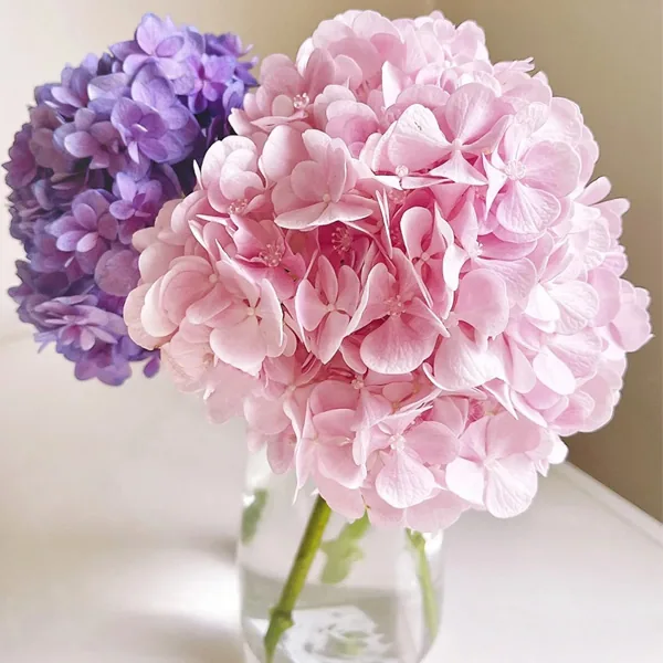Light pink Hydrangea