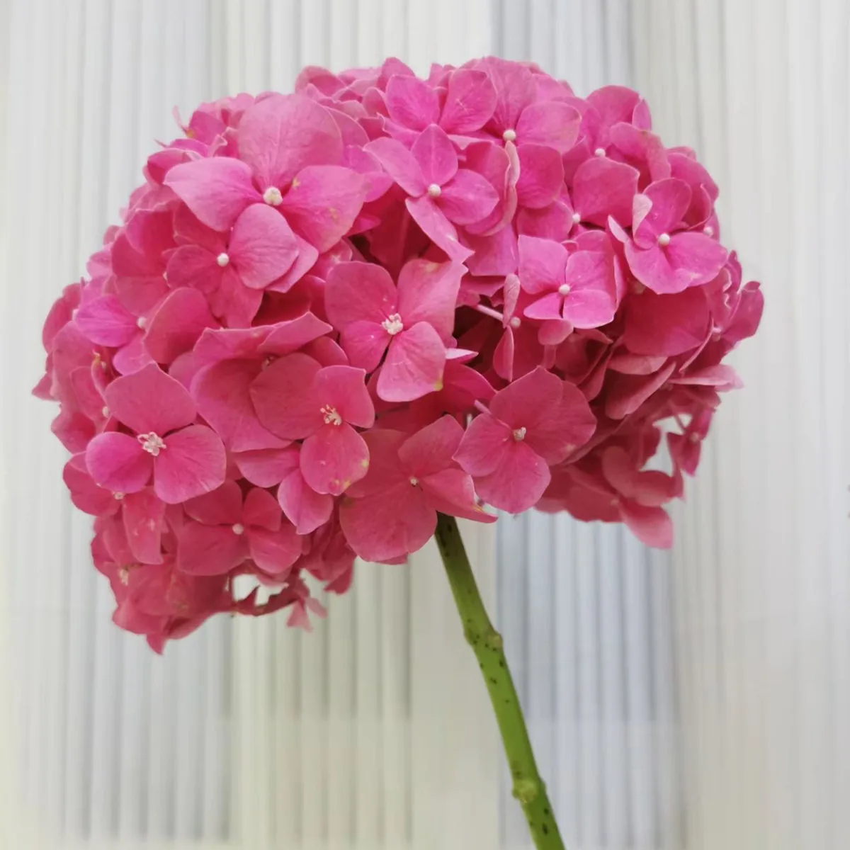 Deep pink Hydrangea