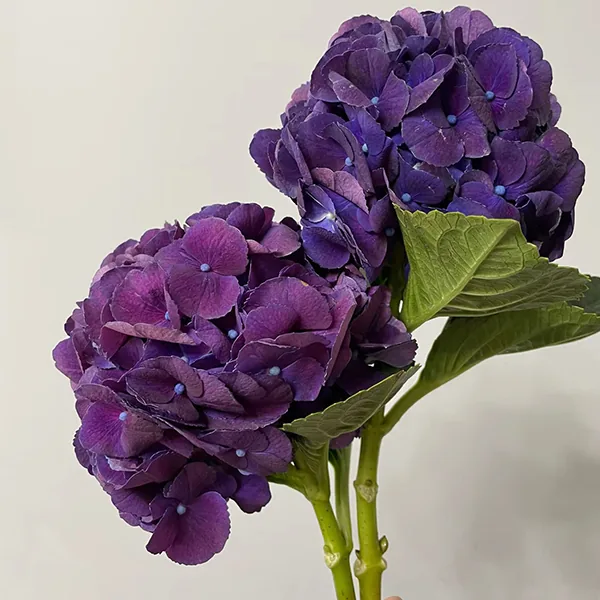 Deep purple.Hydrangea