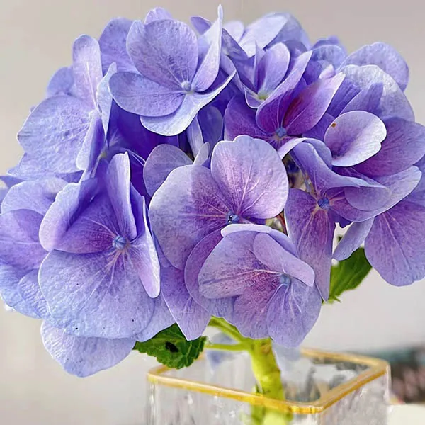 Light purple Hydrangea
