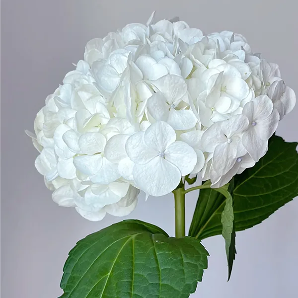White Hydrangea