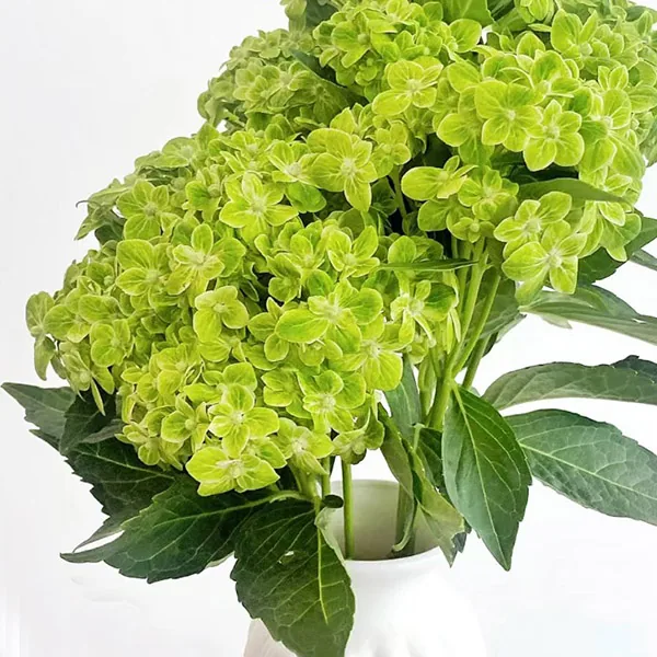 Green Hydrangea