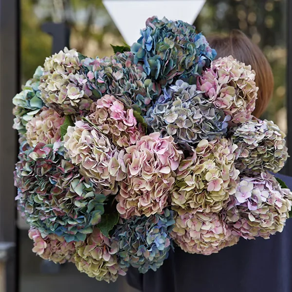Autumn scenery Hydrangea
