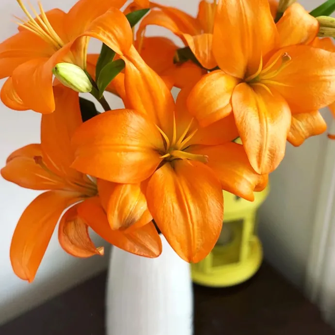 Orange Dream