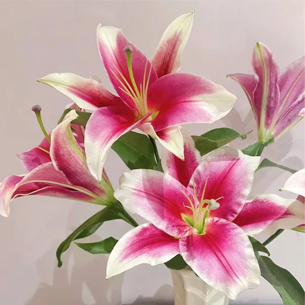 Hongfu