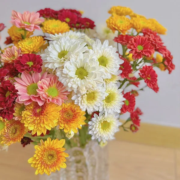 Mixed-color daisies